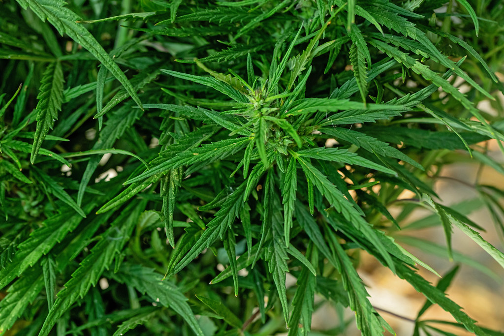 Medical Marijuana Card For Maryland Uses Eidus Health The Best